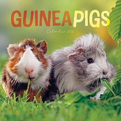Guinea Pigs 2024 Calendar