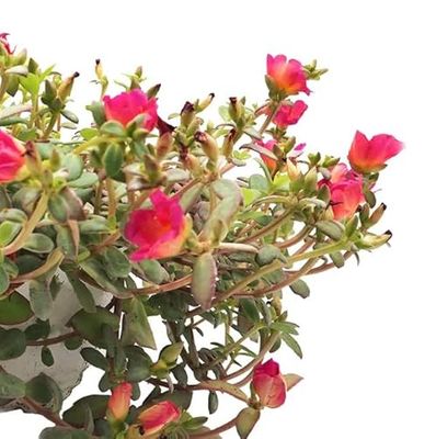 Planta Natural de Verdolaga: Dale un Toque de Frescura a tu Jardín