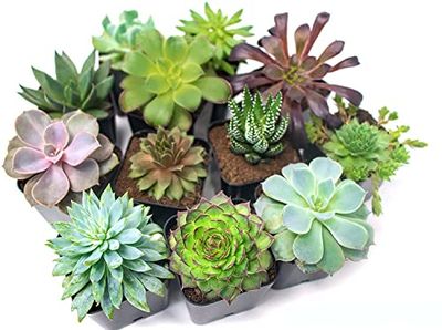 Pack 10 Atractivas Suculentas Plantas Naturales en Mini Macetas