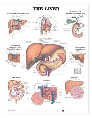 the liver anatomical chart