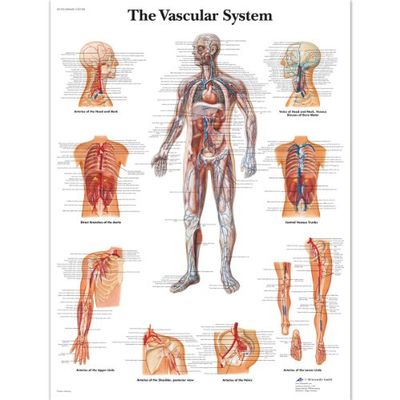 3B Scientific Anatomie humaine – Tableau du système vasculaire, version laminée