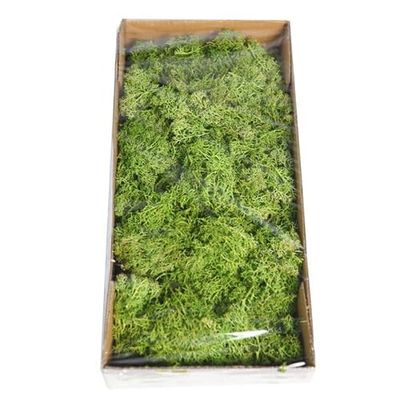 Caja de 0'5Kg de Musgo Estilo Islandia Musgo Liquen Verde Preservado