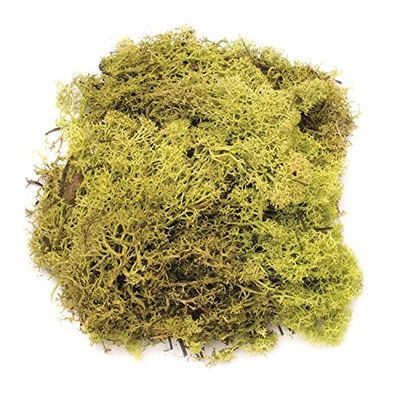 Glorex 6 3803 605 Mousse Vert Clair 50g