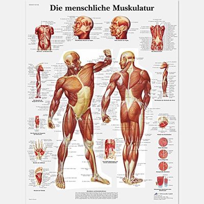 3B Scientific Planche anatomique Die menschliche Muskulatur en allemand