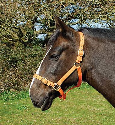 Rhinegold Nylon Headcollar - Shetland - Mandarino