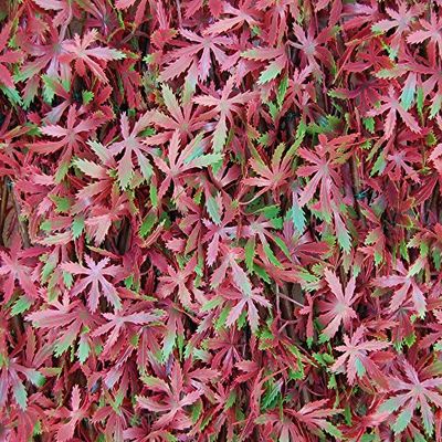 Tenax Haie artificielle avec feuilles treillis extensible en saule, Divy 3D X-Tens Red Acer, 1 x 2 m, rouge/vert