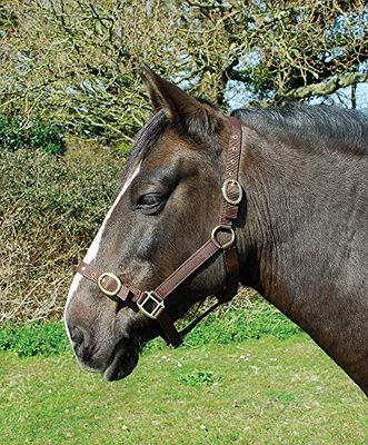 Rhinegold Nylon Headcollar - Cob - Brown