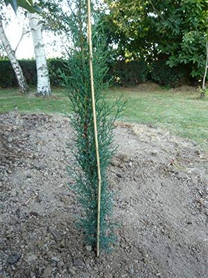 Vilmorin 3 Tuteurs Bambou 180cm SM Plantes, Naturel