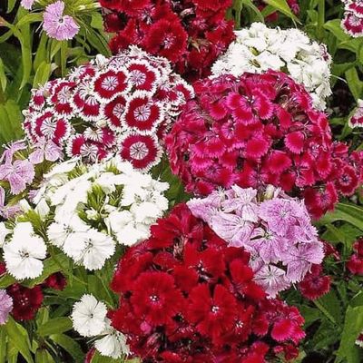 Clavel de Poeta | Sobre de Semillas |Semillas Flores Jardín