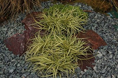 unsere-gaertnerei-mueller Ornamentales Hierba (Carex oshimensis Metal: 'Ever' Dorado en 10 cm Olla (3 Unidades)