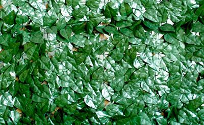 Hecke Sem/Verde Lauro M1 X3