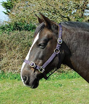 Rhinegold nylon huvudkrage Plommon Cob