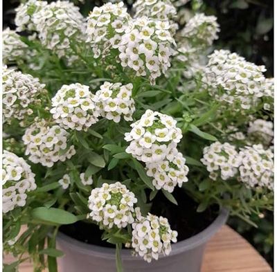 Alyssum de Exterior con Floración Natural Planta en Maceta Resistente para Todo el Año
