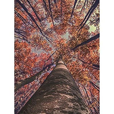 Birch Forest In Autumn Unframed Art Print Poster Wall Decor 12x16 inch