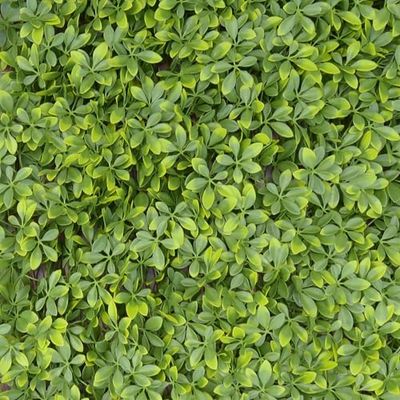 TENAX Divy Trellis Pytosphore 100 x 200 cm Vert, Treillis Extensible avec Feuilles en polyéthylène de Type pytosphore pour la décoration et Le Blindage des balcons, Jardins et clôtures