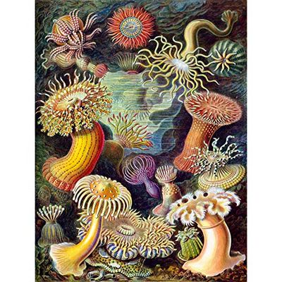 Bumblebeaver NATURE ART BIOLOGY ANEMONE ERNS HÄCKEL TYSKLAND VINTAGE POSTERARTTRYCK 30 x 40 cm 864PY