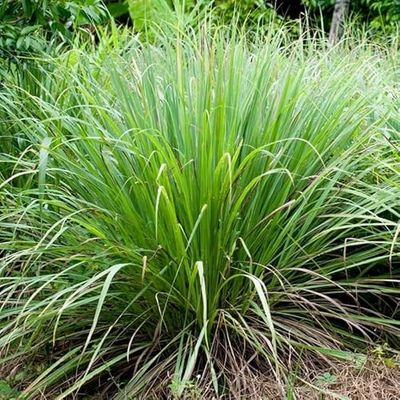 Semillas de Plantas de Citronela Cymbopogon Citratus Fáciles de Cultivar
