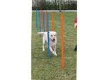 Dog - Agility - Slalom