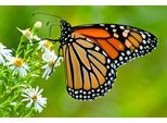 Papermoon Fototapete »Monarch Butterfly«