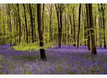 Papermoon Fototapete »Wald mit Blumenwiese«