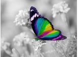 Papermoon Fototapete »Bunter Schmetterling auf weissen Blumen«