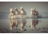 Papermoon Fototapete »Photo-Art ROSTOVSKIY ANTON, CAMARGUE-PFERDE«