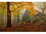 Papermoon Fototapete »Photo-Art DANIEL ŘEŘICHA, HERBSTWALD«