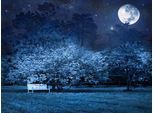 Papermoon Fototapete »VOLLMOND-PARK MOND STERNE NACHT WALD BÄUME MYSTISCH«
