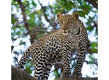 Papermoon Fototapete »Leopard auf dem Baum«
