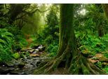 Papermoon Fototapete »Tropischer Jubgle Stream«