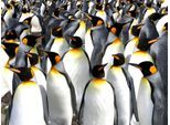 Papermoon Fototapete »Pinguine«