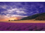 Papermoon Fototapete »PANORAMA-LANDSCHAFT VIOLETT GEBIRGE WIESE FELD LAVENDEL«