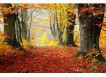 Papermoon Fototapete »Mystischer Herbstpfad«