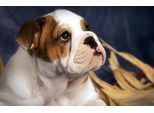 Papermoon Fototapete »BULLDOG-TIERE HUND BULLDOGE HUNDE WANDDEKO WANDBILD XXL«