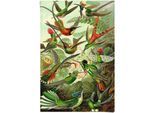 Reinders! Poster »Hummingbirds Vogel - Tiermotiv - Natur - Botanisch - Ernst Haeckel«, (1 St.)