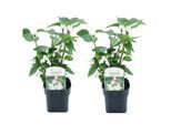 Syringa vulgaris Mme Lemoine - x2 - Lilas commun - Pot 17cm - Hauteur 25-40cm - Blanc