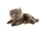 MISANIMO Schmusekatze kitt 30 cm