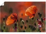 Artland Wandbild »Rote Mohnblumen in der Provence«, Blumenbilder, (1 St.), als Leinwandbild, Poster in verschied. Grössen