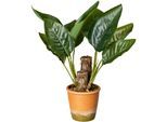 Künstliche Zimmerpflanze CREATIV GREEN "Blattpflanze Canna", grün, B:22cm H:45cm, Kunststoff, Kunstpflanzen, Künstliche Zimmerpflanze, im Paperpot