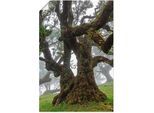 Artland Wandbild »Alter Lorbeerbaum«, Bäume, (1 St.), als Leinwandbild, Poster in verschied. Grössen