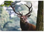 Artland Wandbild »Hirsch«, Wildtiere, (1 St.), als Alubild, Outdoorbild, Leinwandbild, Poster in verschied. Grössen
