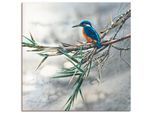 Artland Wandbild »Eisvogel I«, Vögel, (1 St.), als Leinwandbild, Poster, Wandaufkleber in verschied. Grössen