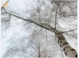 Artland Wandbild »Winter Birke«, Bäume, (1 St.), als Leinwandbild, Wandaufkleber in verschied. Grössen