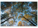 Artland Wandbild »Herbst im Wald«, Bäume, (1 St.), als Alubild, Outdoorbild, Leinwandbild in verschied. Grössen
