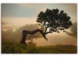 Artland Wandbild »Lorbeerbaum«, Bäume, (1 St.), als Alubild, Outdoorbild, Leinwandbild, Poster, Wandaufkleber