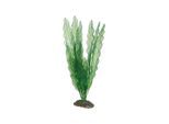 Dohse Aponogeton 39 cm
