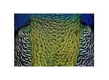 Xxxl Aluminiumbild , Multicolor , Metall, Kunststoff , 148x98 cm , einfache und schnelle Anbringung , Bilder & Rahmen, Bilder, Aluminium-bilder