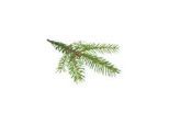 Sentiotec Dampfbadduft Fichtennadel | A-120-FN | 5 l