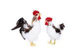 Federhahn und -huhn, 18 und 20 cm, 2 Stück