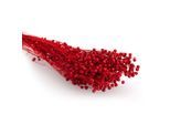 Trockenblumen Flachs, rot